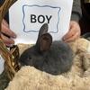 Blue Flemish Giant Babies