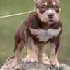 American Bully Female Chocolate tri color