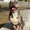 American Bully Stud Standard
