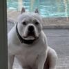 American Bully Female Available