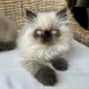 CFA Registered Female Himalayan Kittens