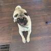 Male Pug at Stud in Bowling Green,Ky