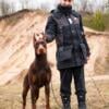 High quality & strong type doberman pincher male