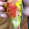 VERY Tame and Sweet Baby Hi-Red Pineapple Green Cheek Conure - REALLY LOVES People