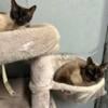 Siamese kittens for sale