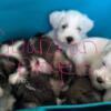 Akc Miniature Schnauzer puppies