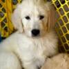 English Cream Golden retriever. 