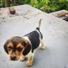 Beagle puppies 