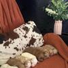 Toy Golden Doodles