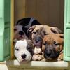 Pit pups!!