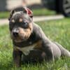 Pocket Male tri blue bully