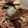 Asian water monitor