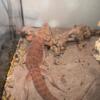 Red male and female breedable bearded dragons