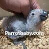Female Baby African Grey
