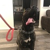 Breeding Male Presa Canario