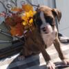 AKC Boxer puppies