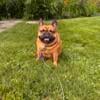 Red 3 yr old French Bulldog female