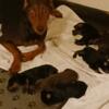 Akc doberman pups 