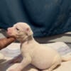 American Pocket Bully Puppies