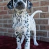 Dalmatian Puppies for Sale - New Castle Indiana