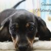 CKC Mini Dachshund puppy!