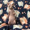 Sphynx 
