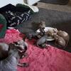 Sphynx kittens