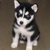 Male husky puppy