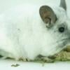 Chinchillas for sale