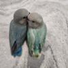 Lovebird Babies for sale