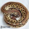 Male cinnamon pastel ball python