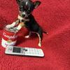Chihuahua teacup txt/call 740 412 1659/fb Tena M Akers-Devault