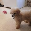 Miniature Poodle, AKC, small