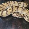 Ball Pythons for sale, South East Michigan, will ship or deliver for fee.