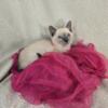 Illinois Siamese kittens Ready September 2024- Seal point kittens - Call or E-mail