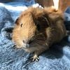 Guinea Pig For Sale Male Almost 1 Year Old