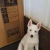 For Sale - Siberian Husky Puppy - Rare white!!