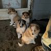 Collie mixed Maremma Anatolia