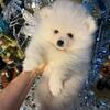 Snow-White Pomeranian Puppy