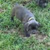 Cane Corso Puppies for Sale