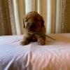 Beautiful CKC Registered Golden Retriever Puppies