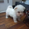 Shih Tzu puppies