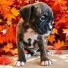 AKC Boxer Puppies 