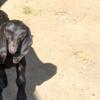 Abga registered black dappled boer goats