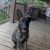 Adult female German Shepard 19m old