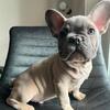 French Bulldog Puppies Available