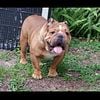 AKC ENGLISH BULLDOG  Stud Service