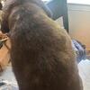 Cane corso pups ICCF