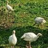 Turkeys month old now. Outside.