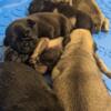 Pug Puppies From Grumble Acres